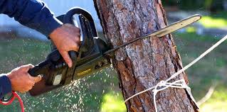 How Our Tree Care Process Works  in  Hampstead, MD