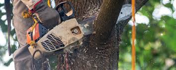Best Tree Cabling and Bracing  in Hampstead, MD