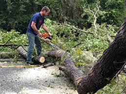 Best Storm Damage Tree Cleanup  in Hampstead, MD