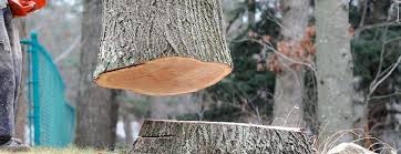 Best Tree Maintenance Programs  in Hampstead, MD