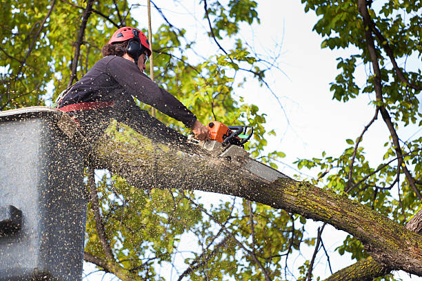 Best Tree Trimming and Pruning  in Hampstead, MD
