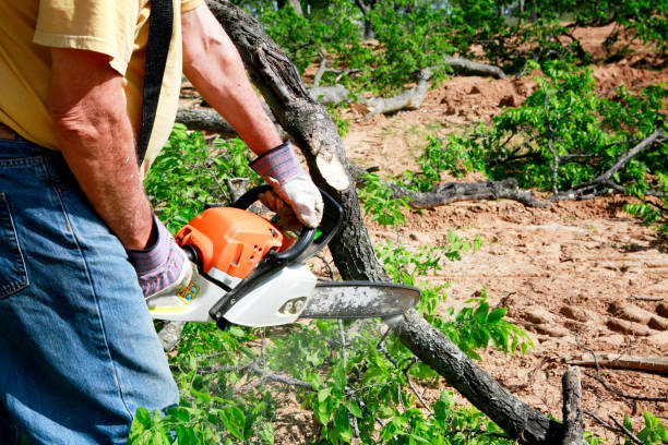 Best Root Management and Removal  in Hampstead, MD